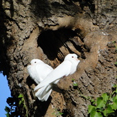 Doves Autumn 2011 (18)